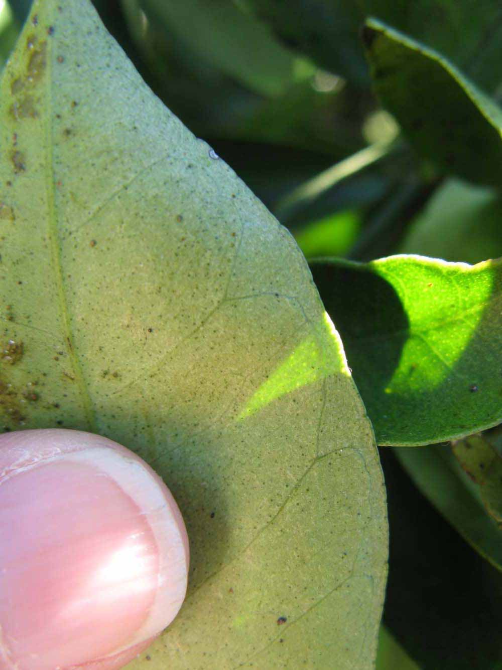              Margin (Winter Haven, FL)       